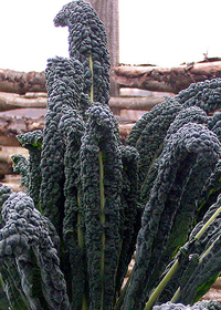 Brassica oleracea 'Black Palm'